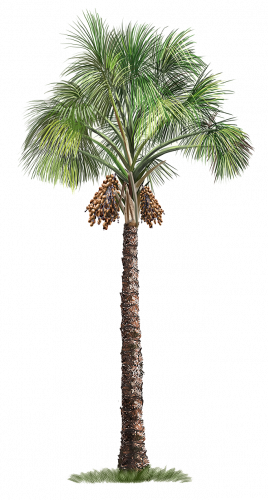 palm tree full size transparent png